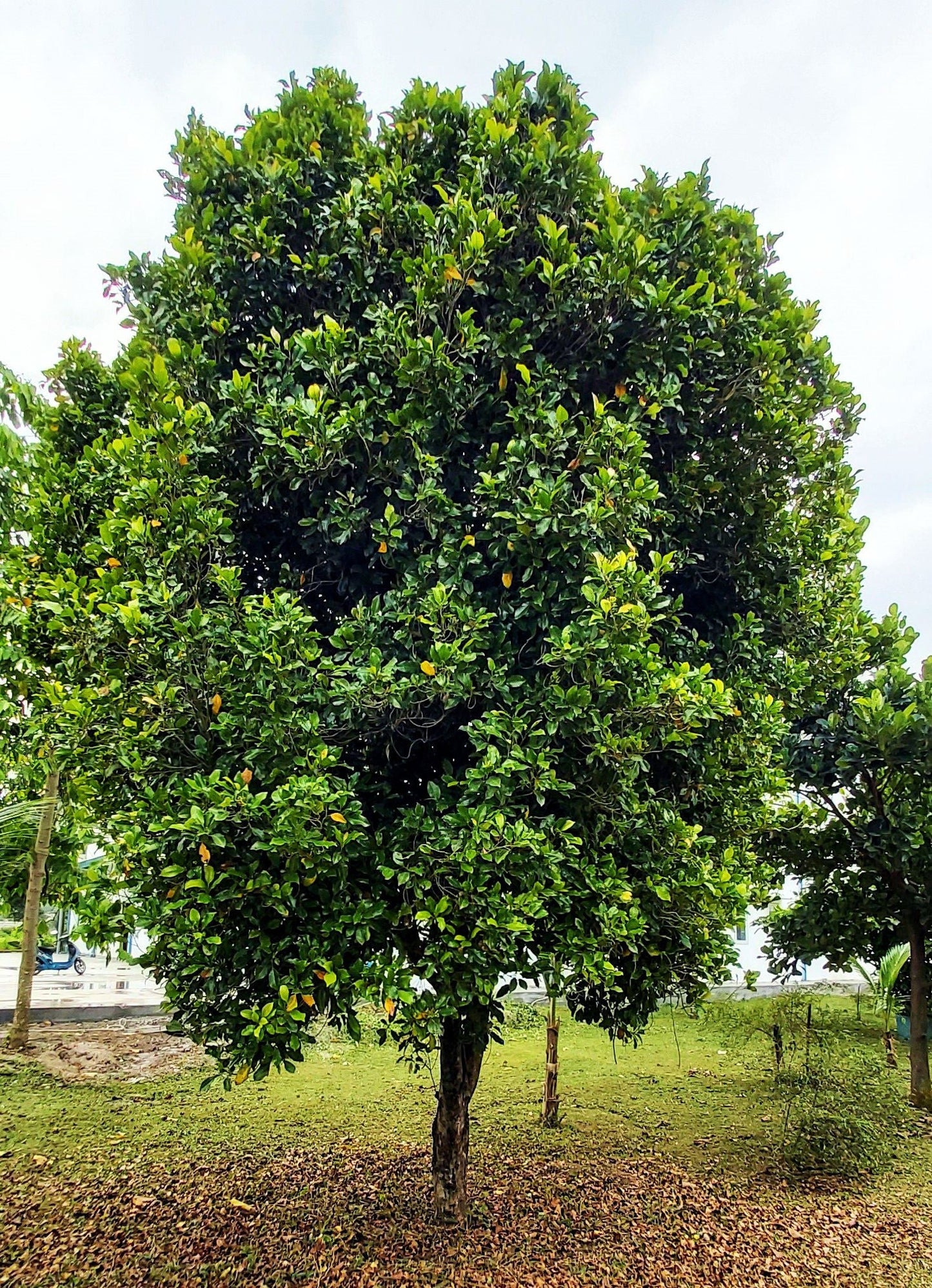 Clove Bud Essential oil