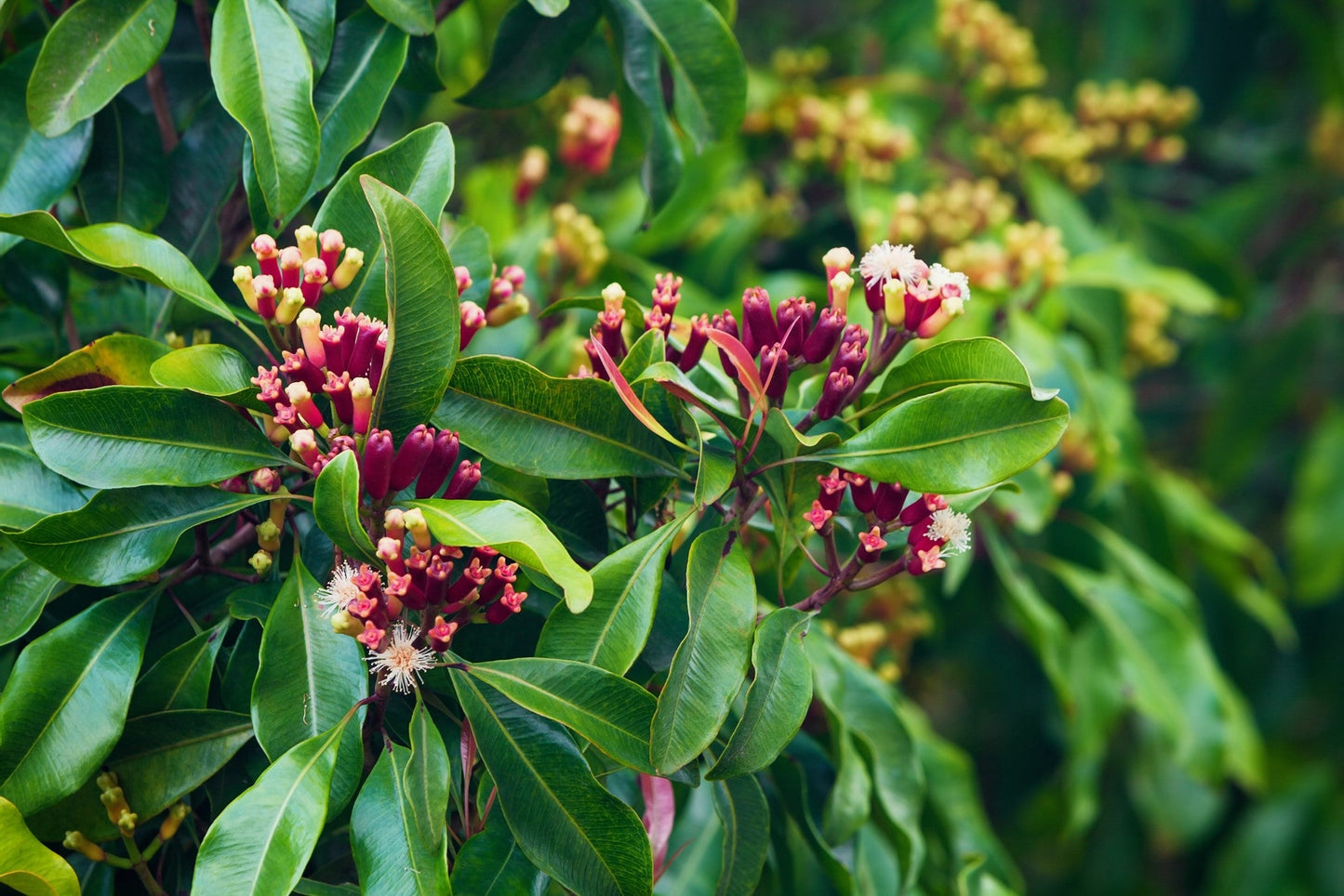 Clove Bud Essential oil