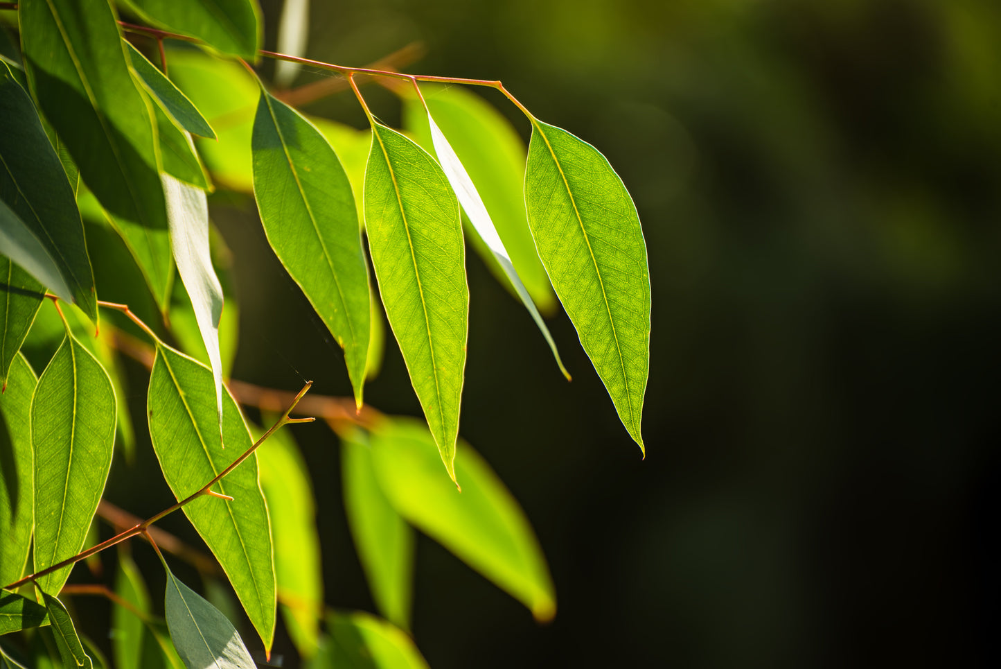 Eucalyptus Essential Oil