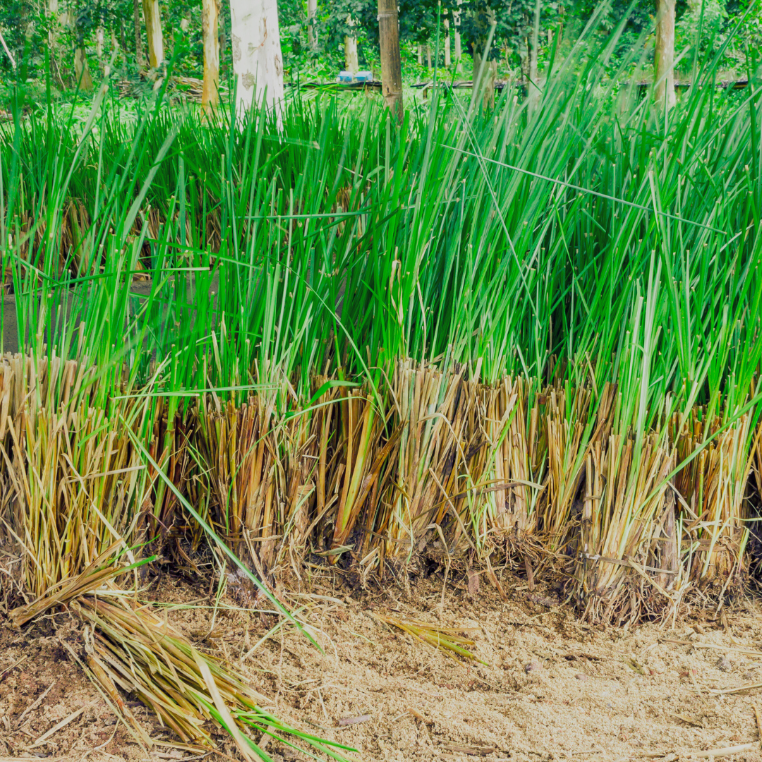 Vetiver, Vetivert Essential Oil